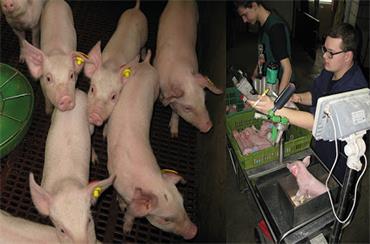 The application prospect of RFID technology in pig industry